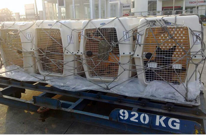 transporting cats and dogs